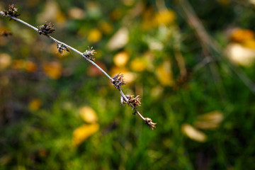 In blurred background juicy green grass and yellow autumn leaves. In focus the flower, dried in the sun. Nature disappears and prepares for winter. Clear autumn has come.