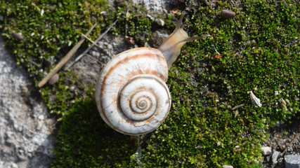 Snail crawling on moss. Macro photography in natural habitat.