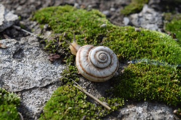Snail crawling on moss. Macro photography in natural habitat.