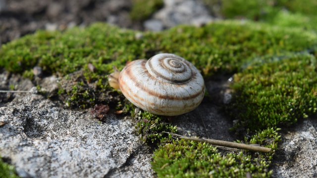 Snail crawling on moss. Macro photography in natural habitat.