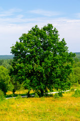 Fototapeta premium tree in the field