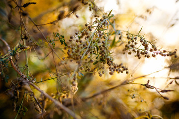 Nature fades and prepares for winter. Clear autumn day, the sun is shining in the background and illuminates the frame.