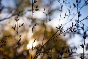Fototapeta na wymiar Autumn mood. Flowers in contraction at sunset. In the background, the blue sky is the color of autumn in defocus. Blue and brown. Clear day.