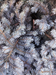 Naklejka na ściany i meble Blue spruce. Blue Fir. Christmas tree. Branches of bluish fir. Green blue coniferous branches. Fragment of twigs and needles. Background.