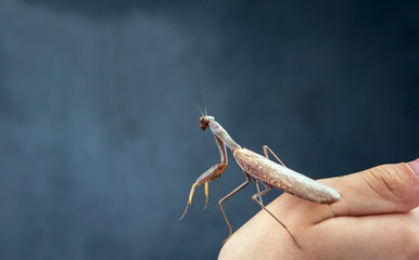 Insect hunter attacks. Mantis is a terrible monster of wildlife.