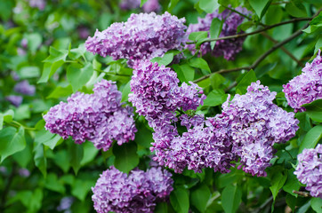 Branch of lilac flowers with green leaves, floral natural vintage hipster background