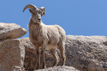 Naklejka premium Perched Bighorn Sheep