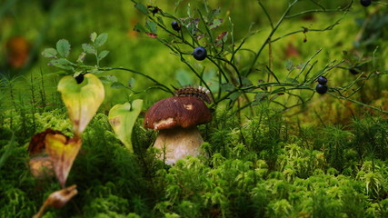 гусеница на белом грибе под кустом черники на сфагновом болоте в сентябре