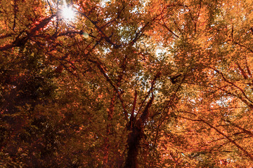 Trees in autumn colors in a forest with sunlight, outdoor