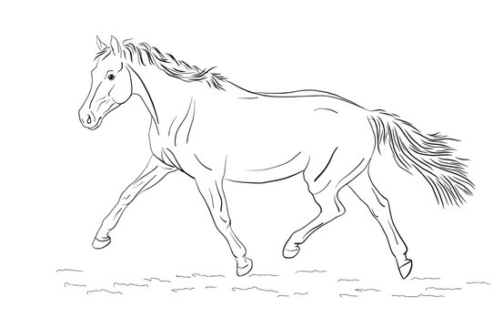 A sketch of a freely trotting horse.