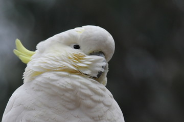 portrait of a cockatoo