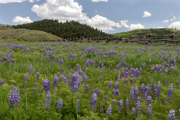Lupine View