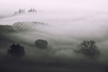 Beautiful foggy sunrise in Tuscany, Italy with separate trees under the fog. Natural misty background in minimalism black and white style