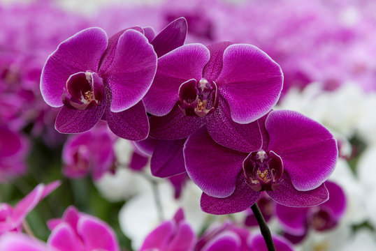 violet ochid flower 