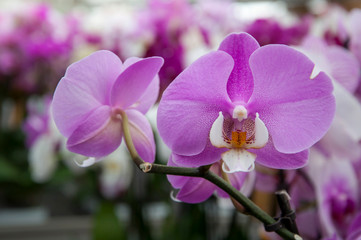 Fototapeta na wymiar violet orchid 