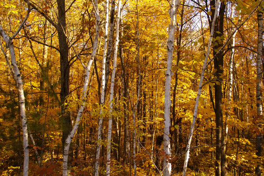 White birch tree trunks against a background of trees with yellow leaves in the woods during autumn near Hinckley Minnesota