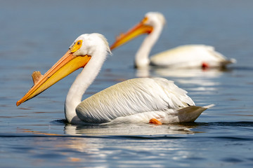 Morning Pelican