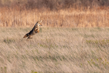 Jumping Coyote