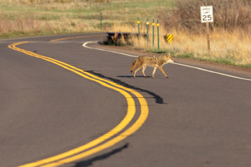 Coyote Crossing