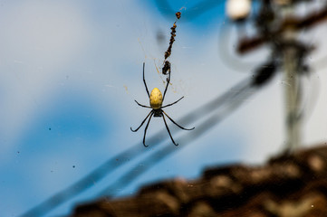 Spider in Bali