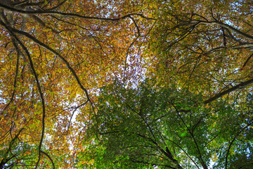 Tree crowns viewed from below in all the colors of autumn