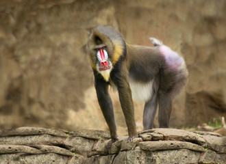 Obraz premium Mężczyzna małpa pawian afrykański z białym i czerwonym psem jak pysk