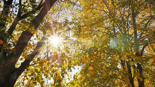 Bright sun rays. Golden autumn