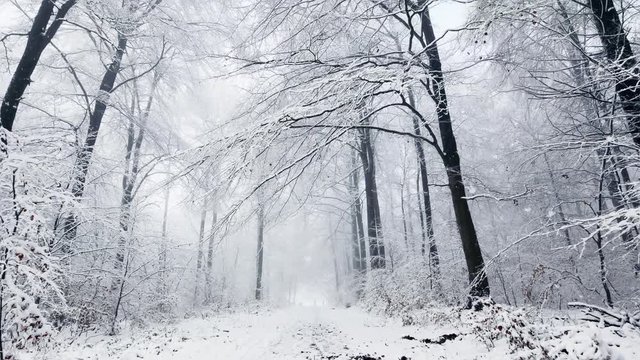Langsame Kamerafahrt durch den Wald im Schnee