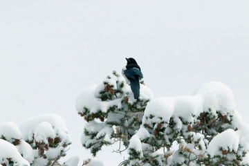 Magpie on a Snowy Tree