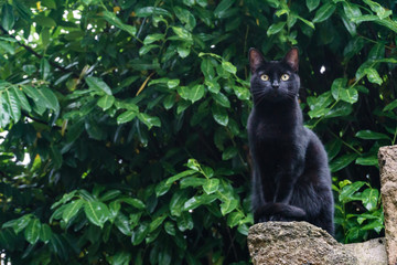 black cat on green leafs background sitting on a rock looking down 
