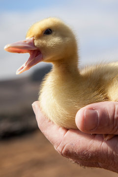 Duckling  with mouth open in hand