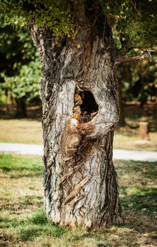 Tree in the park with a hollow