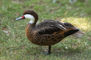Bahamaente