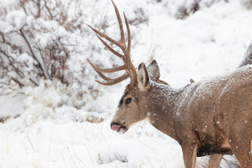 Muley Buck in the Snow