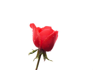 Isolated Rose on white background