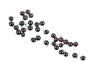 Black Elderberry isolated on white background, top view.