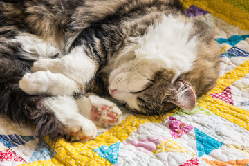 lazy tabby cat resting on colourful duvet cover