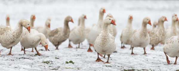 many white geese on a white meadow in winter at snow