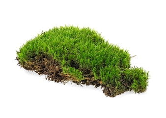 Closeup of green moss isolated on a white background