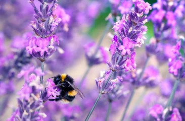Deurstickers Bee bestuivende kruiden lavendel bloemen in een veld. Engeland, VK © magicbones