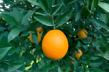 Organic oranges garden on homegrown orange tree