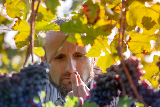 Farmer checking his red grapes during autumn crop