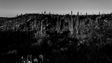 Black and white detail of the Sonoran Desert near Tucson, Arizona, USA. Beautiful cactus, saguaro, prickly pear and cholla dot the rugged arid Southwestern landscape. 