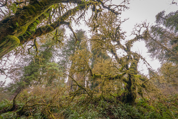 Green forest with moss. Howland Hill RD, Redwoods State Park