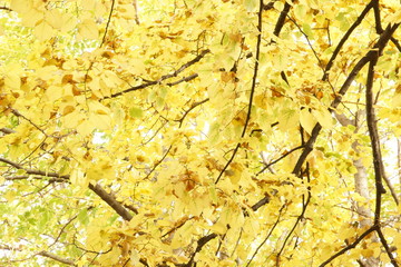 yellow background with autumn leaves 
