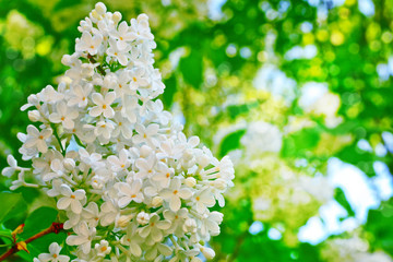 Bright and colorful flowers lilac