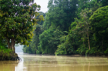 Fototapeta na wymiar Rainforest along the kinabatangan river, Sabah, Borneo. Malaysia.