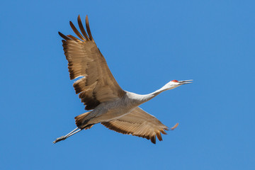 Sandhill Crane takeoff from a pond on a cold morning in Colorado