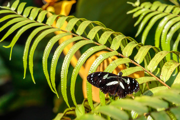 butterfly on a leaf