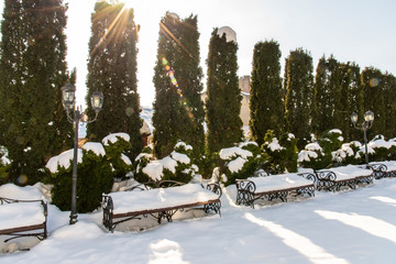 Evergreen hedge of columnar Thuja occidentalis in snow covered yard, winter. Landscaping, gardening services